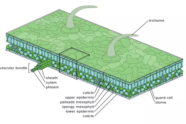 Medium scale diagram of leaf internal anatomy