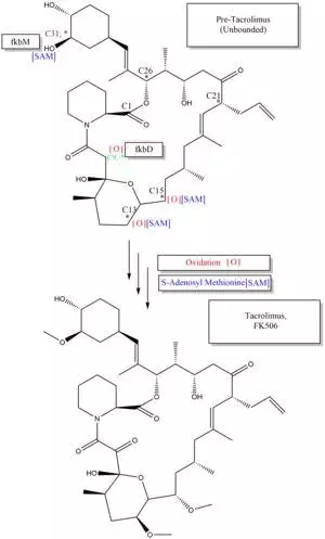Tacrolimus biosynthesis part 3..tif