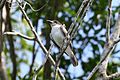 Giant Kingbird 2495229727.jpg