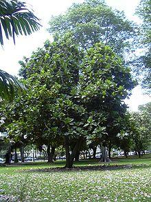 Breadfruit tree