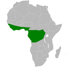 Chlorocichla simplex distribution map.png
