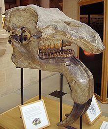 Deinotherium giganteum skull.JPG