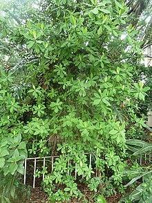 Euphorbia cupularis, habitus, Manie vd Schijff BT, a.jpg