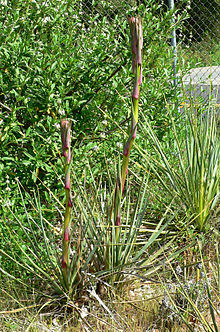 Nolina cismontana 2.jpg
