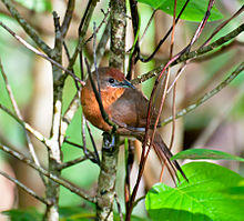 Phacellodomus ferrugineigula -Reserva Guainumbi, Sao Luis do Paraitinga, Sao Paulo, Brasil-8.jpg