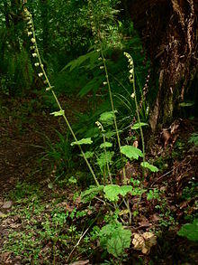 Tellima grandiflora 11202.JPG