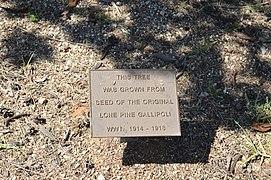 Finley Memorial Park Lone Pine Plaque.JPG