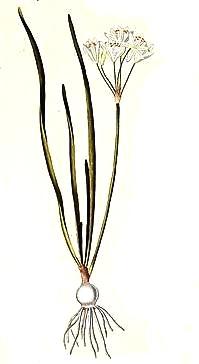 Nothoscordum striatum.JPG