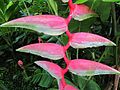 015 chartaceae.jpg