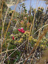 Yacuri National Park Scene.jpeg