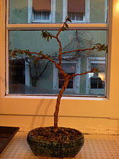 Myrtle (Myrtus communis) bonsai.jpg