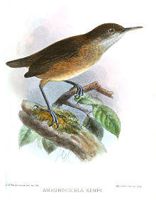 AmaurocichlaKempiKeulemans.jpg