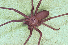 Brown recluse spider, Loxosceles reclusa.jpg