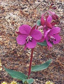 Chamerion.latifolium.web.jpg