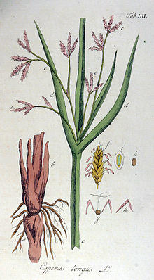 Cyperus longus Ypey52.jpg