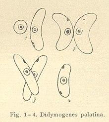 Didymogenes palatina Schmidle.JPG