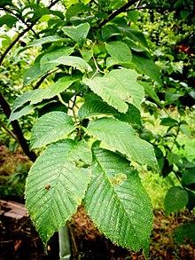 GFA U. prunifolia foliage.jpg