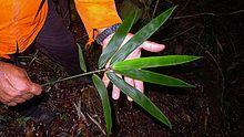 Merostachys procerrima - 01.jpg