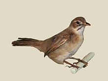 Moustached Grass-Warbler specimen RWD.jpg