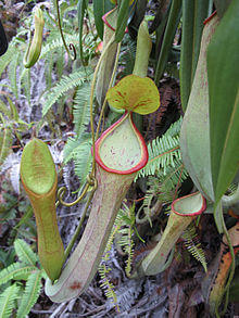 Nepenthes macrovulgaris upper.jpg