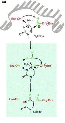 Potential mechanism