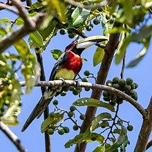 Pteroglossus bitorquatus - Red-necked Aracari; Arari, Maranhão, Brazil.jpg