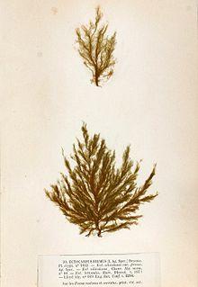 Pylaiella littoralis Crouan.jpg