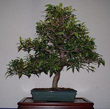 Syzygium smithii bons email.jpg