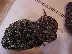 Melanogaster tuberiformis 17757.jpg
