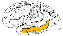 Gray726 middle temporal gyrus.png