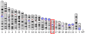 Chromosome 16 (human)