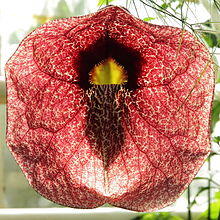 Aristolochia gigantea-IMG 5523.jpg