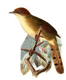 Cisticola nigriloris by Keulemans 1897.jpg