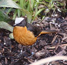 Cossypha albicapilla -London Zoo, England-8a (1).jpg