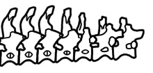 Vertebrae
