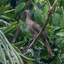 Ortalis superciliaris) - Buff-browed Chachalaca; Rio Mearim, Arari, Maranhão, Brazil.jpg