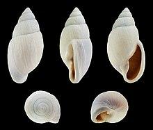 Placostylus porphyrostomus 01.JPG