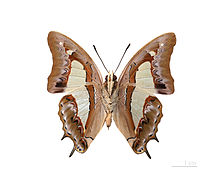 Polyura athamas attalus MHNT ventre.jpg