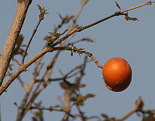 Strychnos nux-vomica in Kinnarsani WS, AP W IMG 5873.jpg