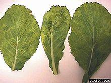 Turnip leaves infected with turnip mosaic virus.jpg