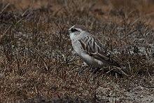 White-rumped Snowfinch north Sikkim India 15.10.2019.jpg