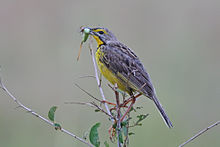 Yellow throated Longclaw Macronyx croceus.jpg