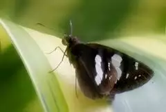 Restricted demon.jpg