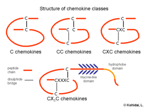 The four chemokine subfamilies