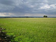 Batcombe Down - geograph.org.uk - 247645.jpg