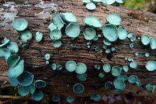 Chlorociboria Haute-Sève 2010-09-24 10.jpg