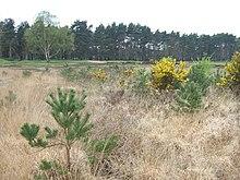 Chobham Common - geograph.org.uk - 158274.jpg