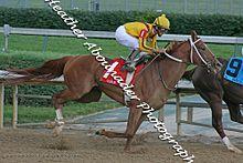 Curlin on his way to winning the Stephen Foster Handicap (2972612204).jpg