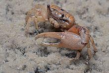 Flickr - ggallice - Sand Fiddler (Uca pugilator) - Florida.jpg