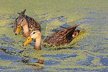 Florida Mottled Ducks.jpg